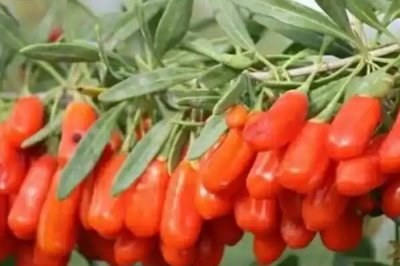 枸杞的产地在哪里,不同品种的产地有区别