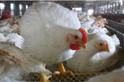 白羽肉鸡的生长周期,通常45天就可以出栏