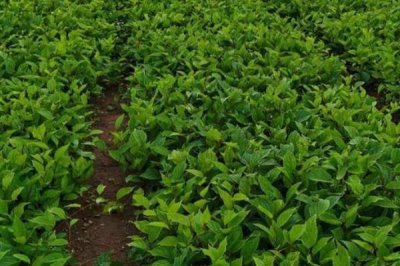 五味子育苗管理技术,可春播或秋播