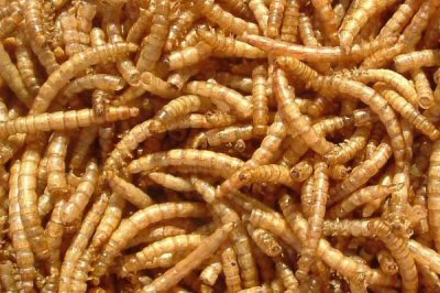 蛋白虫变成甲壳虫怎么饲养,需配备网筛供成虫产卵使用