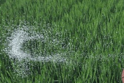 南方稻田怎么使用丸粒尿素,移栽水稻时可深施至稻株中间