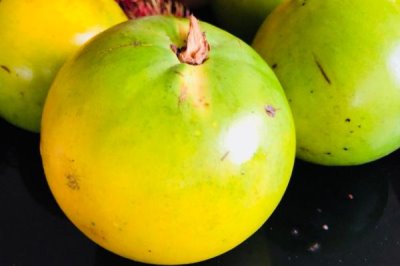 金星果的栽培技术，可用种子、压条、扦插、嫁接等方式繁殖