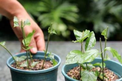 茉莉枝条怎么扦插，斜切枝条再插入土壤中可增加吸水面积