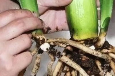 蟹爪兰的种植方式,种植之前要提前配制适宜的基质