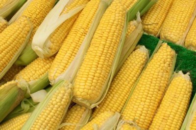 郑原玉995玉米品种简介,种植密度不宜过大