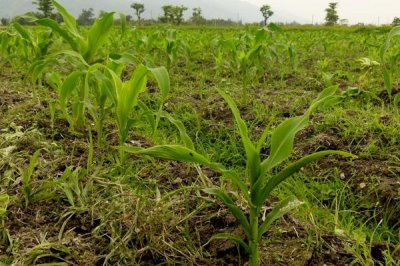 金玉588(区试名称:黔玉904)玉米种子特征特性,生育期119天