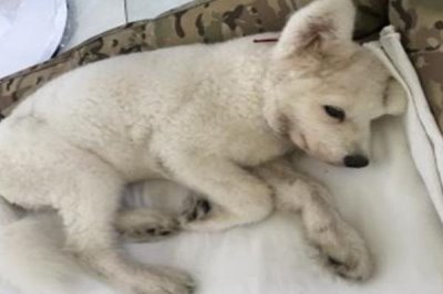 狗狗贫血的原因,可能是饮食不当或先天性疾病等原因导致的