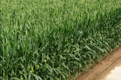 云瑞101玉米品种的特性，中抗纹枯病