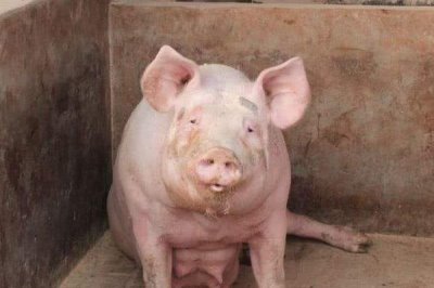 让母猪不咬小猪的方法,可及时喂食饲料和保持猪舍安静卫生