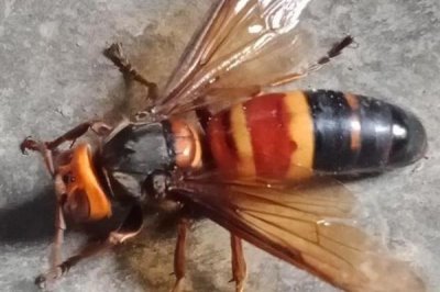 虎头蜂蛰了会死吗,被蛰者可能会有生命危险