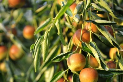 哪里有卖冬枣树苗，苗木市场和网络上均有售卖