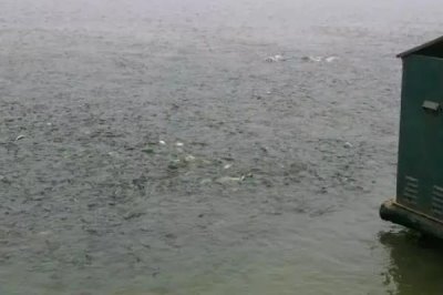 养殖草鱼的要求，水质的酸碱值要保持在7.5-8.5