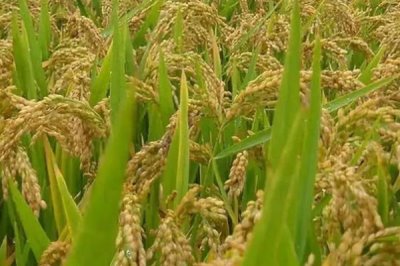 水稻幼穗分化时要注意哪些事项,做好光照、水分、温度等管理工作