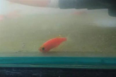 红斑马鱼褪色的原因，未投喂增色饲料、缺少光照、生病均会引起