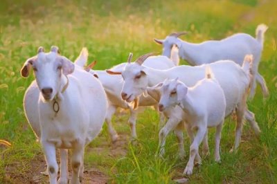 羊胃积食如何治疗,可以给病羊进行1-3天的禁食