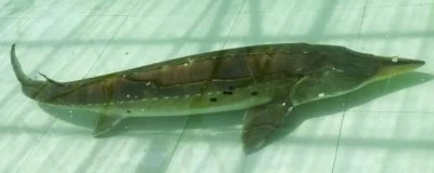 鳇鱼与鲟鱼的区别,达氏鳇为鲟鱼中的一种