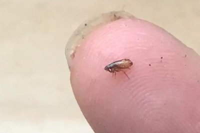 跳蚤的天敌,蜻蜓、蝾螈、鸟类等