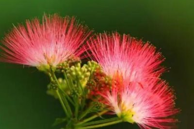 合欢花能不能吃，可冲泡饮用或做粥食用