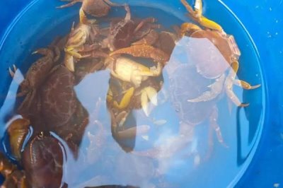 山螃蟹有没有寄生虫,鳃部容易感染多种寄生虫