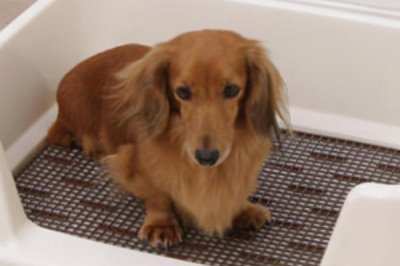 如何训练狗狗上厕所，需要从小抓起