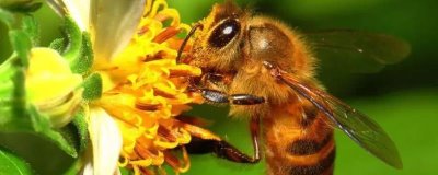 蜂王剪翅膀的坏处,百害而无一利