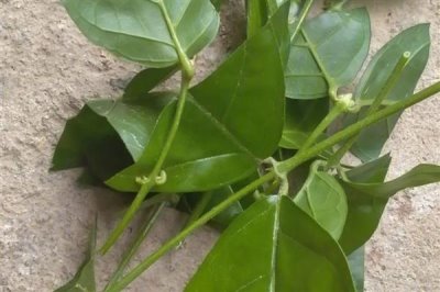 茉莉枝条怎么扦插，斜切枝条再插入土壤中可增加吸水面积