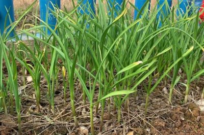 蒜苗的种植方法，选择没有病斑、无损伤的蒜头作蒜种