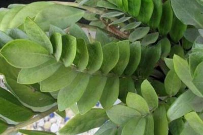 金钱树叶子黄如何修剪，首先将发黄的叶片进行修剪