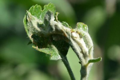 如何防治龙眼卷叶蛾,发现病枝病果要立即剪除