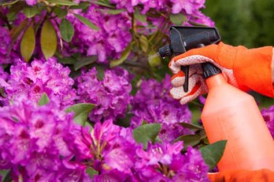 肥液能不能喷施花叶,喷施浓度为0.1%