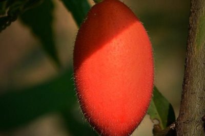 红香果的价格和种植前景,一斤需要100元左右