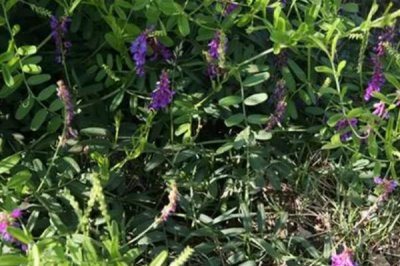 什么是山野豌豆,属于豆科、野豌豆属多年生草本植物