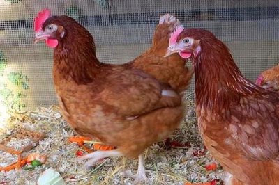 鸡吃沙子和石头的原因,主要是为了研磨食物