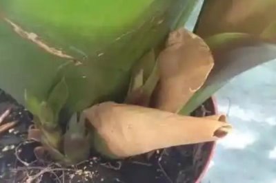 鸿运当头无根能不能活，没有根也是可以存活的