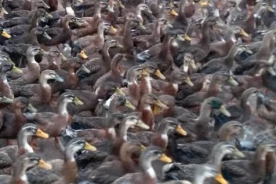 小鸭子怎么养,鸭舍准备要严格考虑其需求