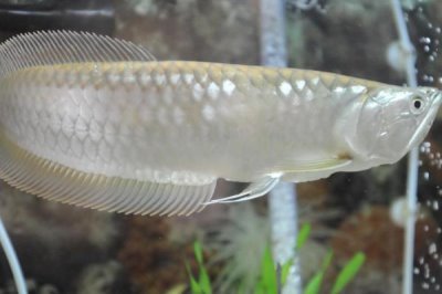 银龙鱼沉底奄奄一息的原因,可能是因为它受到了惊吓