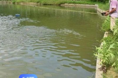 养殖鲤鱼的注意事项,在放养之前要整理好池塘