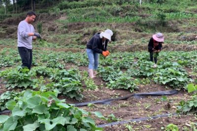 佛手瓜怎么种植，用温水浸种1小时再播种