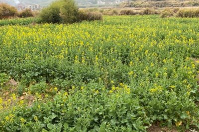 哪种油菜专用肥料比较好，适量追施钾肥效果更佳