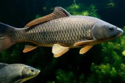 草鱼的养殖效益，1亩池塘的净利润为2700元左右