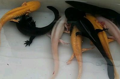 蝾螈幼体的食物,可以饲喂水蚤、丰年虾等食物