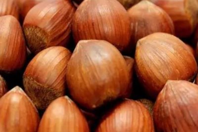 榛子相关介绍，植株为灌木或小乔木、具有较强的抗寒性