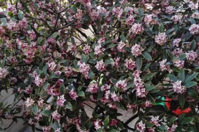 金边瑞香冬季养护方式,霜降之后就要挪至室内