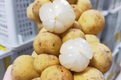 龙功果简介,是一种生长在泰国南部湿热地区的水果