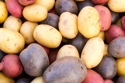 黑土豆什么品种好,有黑金刚土豆和黑美人土豆