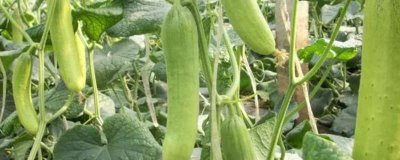 让黄瓜连续结瓜的方法,首先保证蔓子长势必须要健壮