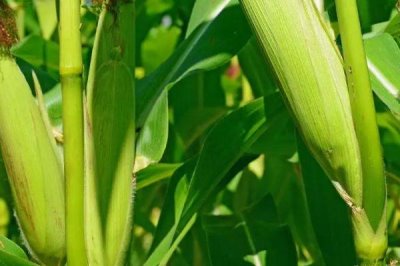 承玉48玉米种简介,大喇叭口期喷药防治玉米螟