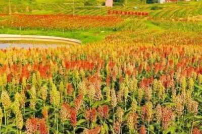 什么高粱亩产2000斤,目前没有亩产2000斤的品种