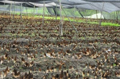 高效栽培羊肚菌的方法,早春保持适温可刺激子实体形成