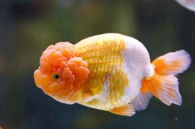 狮子头金鱼需要加热吗,冬季一般需要使用加热棒